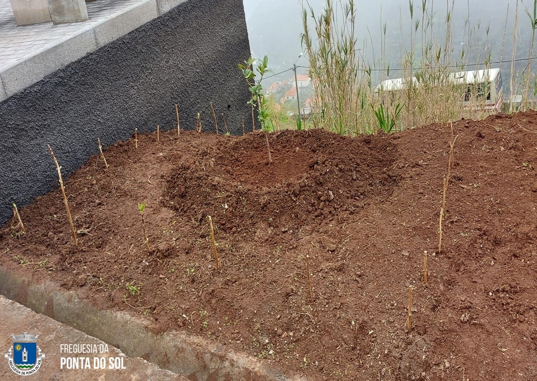 Plantação de hortências e coroas-de-henrique estrada-nova-da-lombada-no-sitio-do-lombo-com-novo-visual